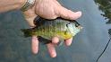Kettle Creek Sunny